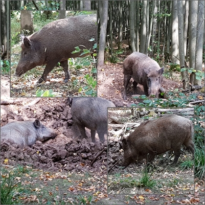 2018-0805-Gatter Meiningen-www