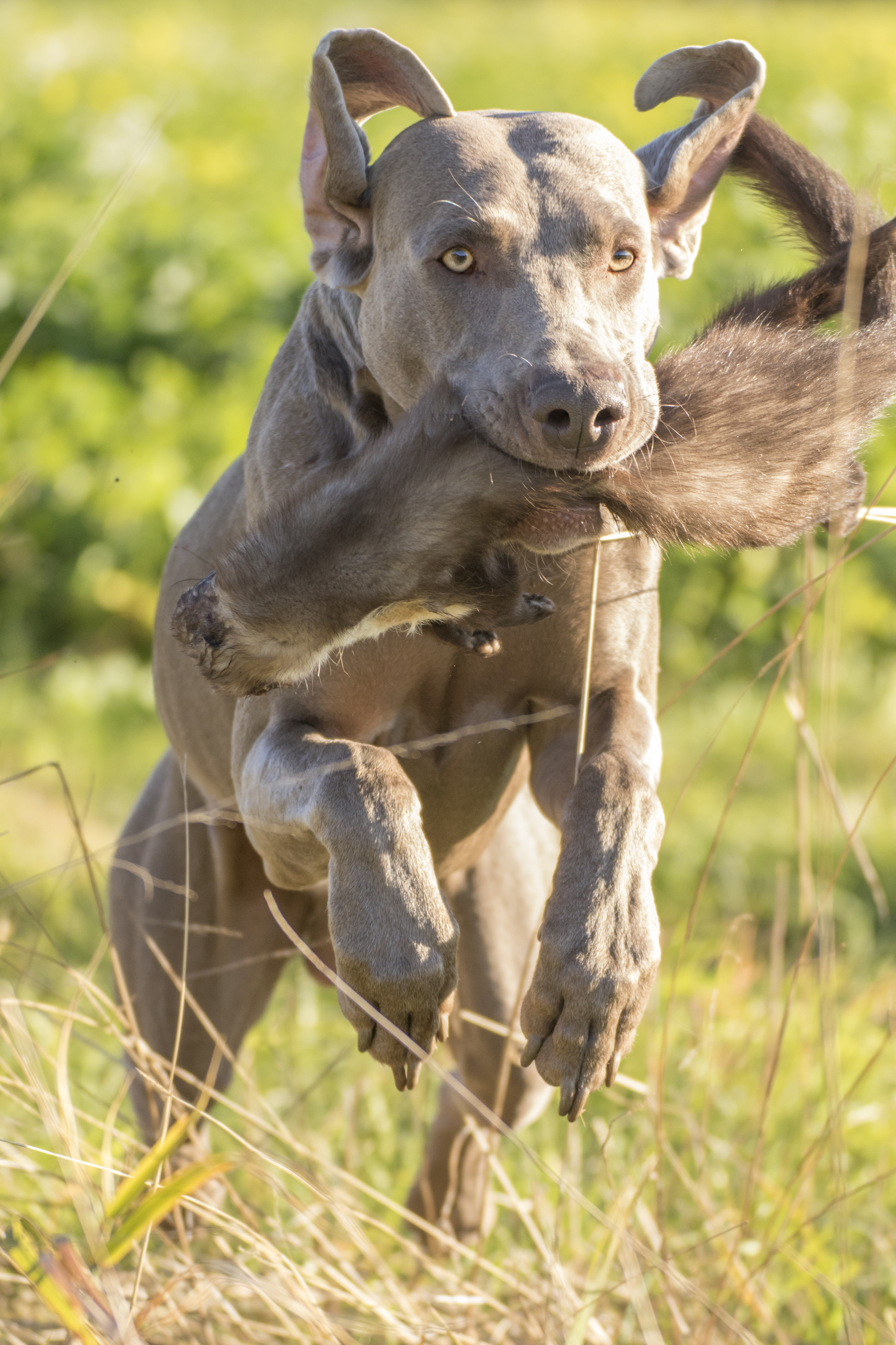 2018-1010-FotoschFvdG (12) 2018-1010-FotoschFvdG (12)