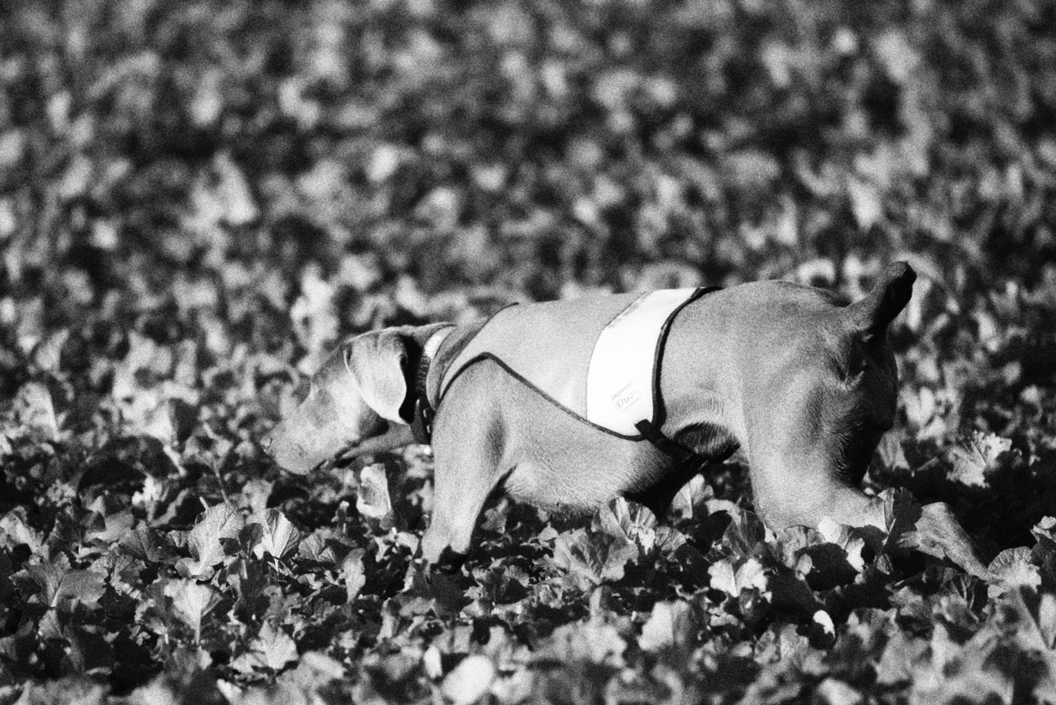 2024-1130-Willich-HP5