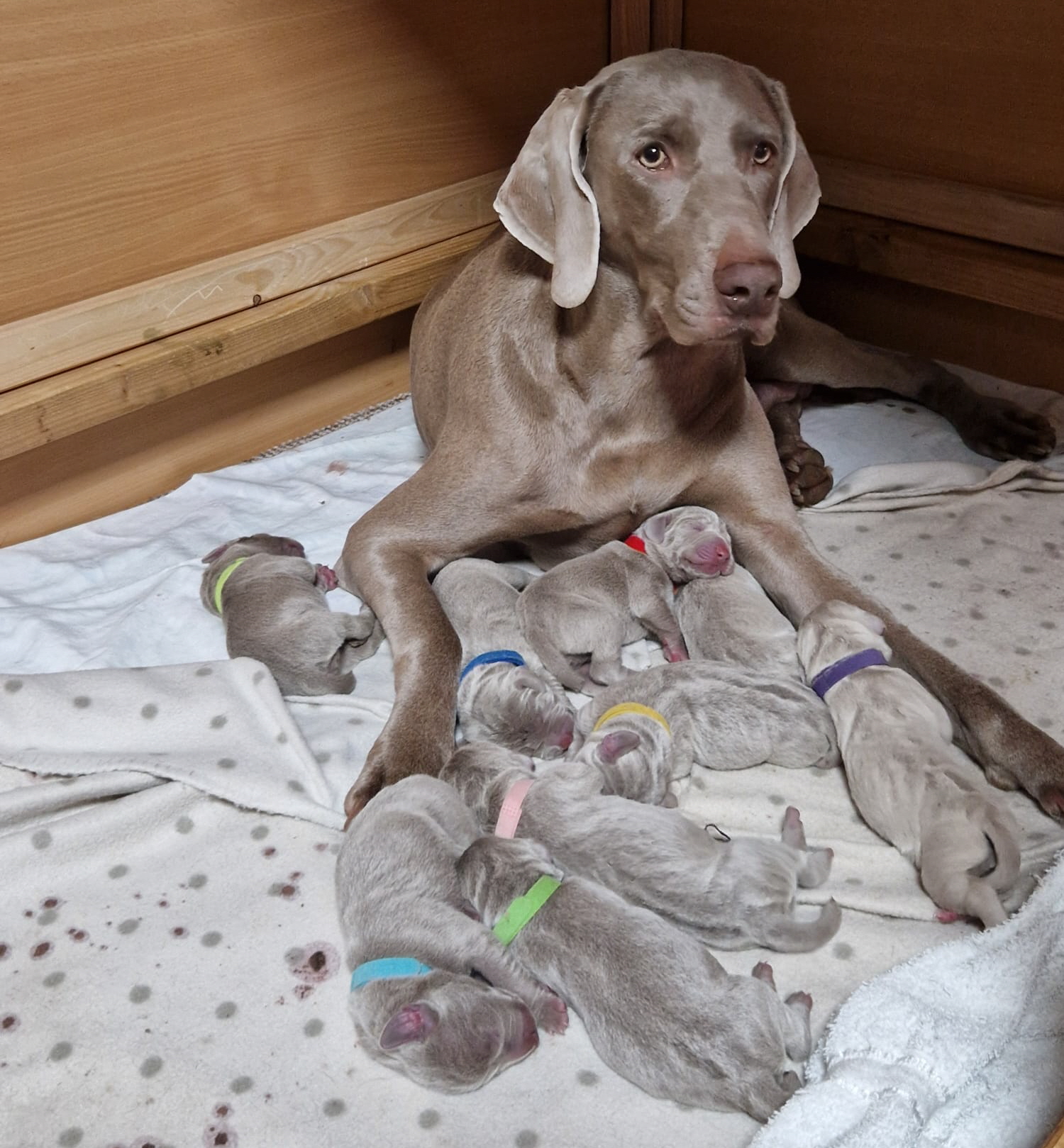 2025-1215-komplett-0000-einzeln